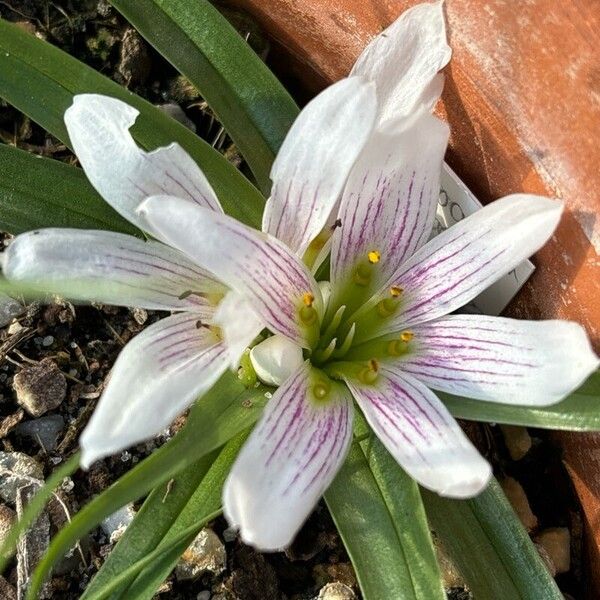 Colchicum europaeum (Colchicum europaeum)