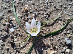 Colchicum europaeum (Colchicum europaeum)