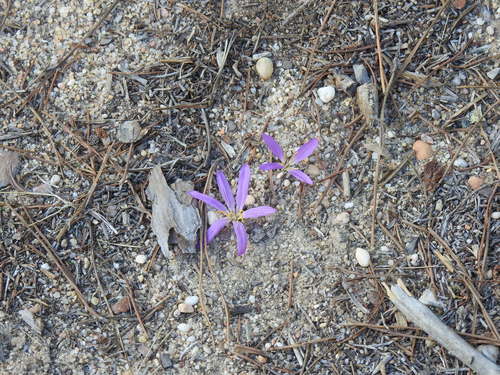 Colchicum filifolium (Colchicum filifolium)