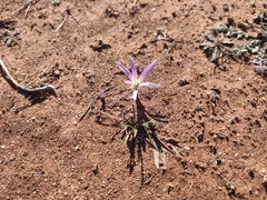 Colchicum filifolium (Colchicum filifolium)