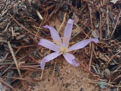 Colchicum filifolium (Colchicum filifolium)