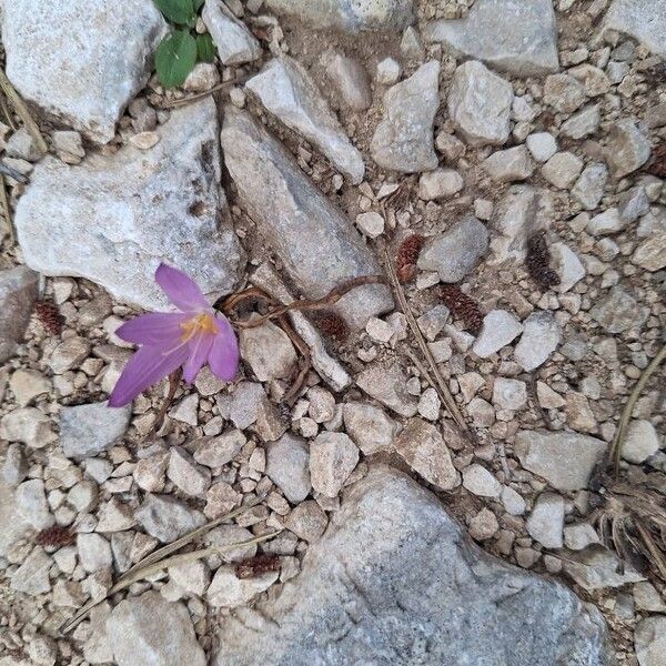 Colchicum filifolium (Colchicum filifolium)