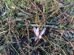 Colchicum filifolium (Colchicum filifolium)