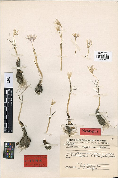 Colchicum freynii: Colchicum freynii — Herbarium specimen from Мегринский район, по дороге из Шванидзора в Гюмаранц, шибляк [Meghri region, by the road from Shvanidzor toGyumarant