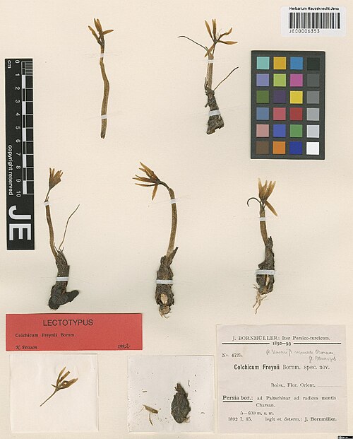 Colchicum freynii: Colchicum freynii — Herbarium specimen from ad Paitschinar ad radices montis Charsan, Iran. Collected by Bornmüller,J.F.N. Iter persico-turcicum 4725 (1892-01-1