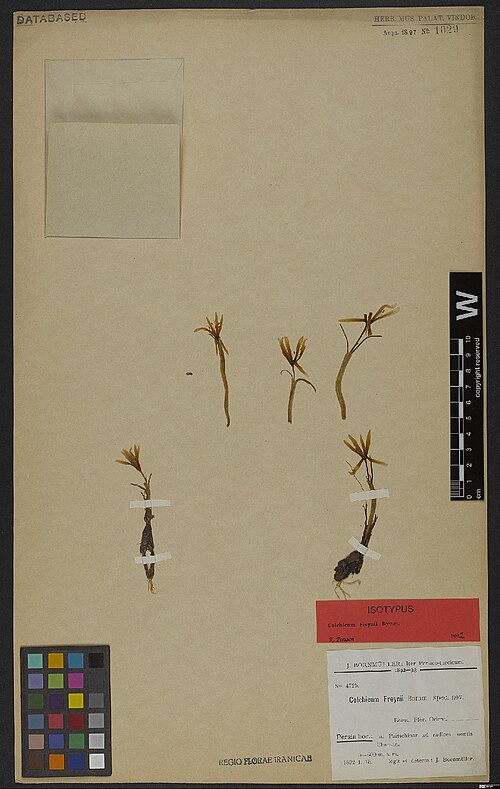 Colchicum freynii: Colchicum freynii — Herbarium specimen from Persia bor., ad Paitschinar ad radices montis Charsan. 5-600 m. s. m., Iran. Collected by Bornmüller,J.F.N. Iter per