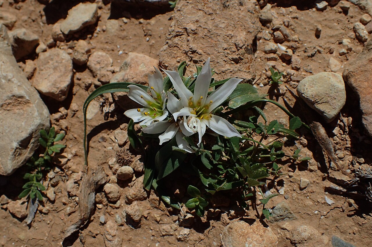 Colchicum gramineum: Androcymbium gramineum in Imintanoute