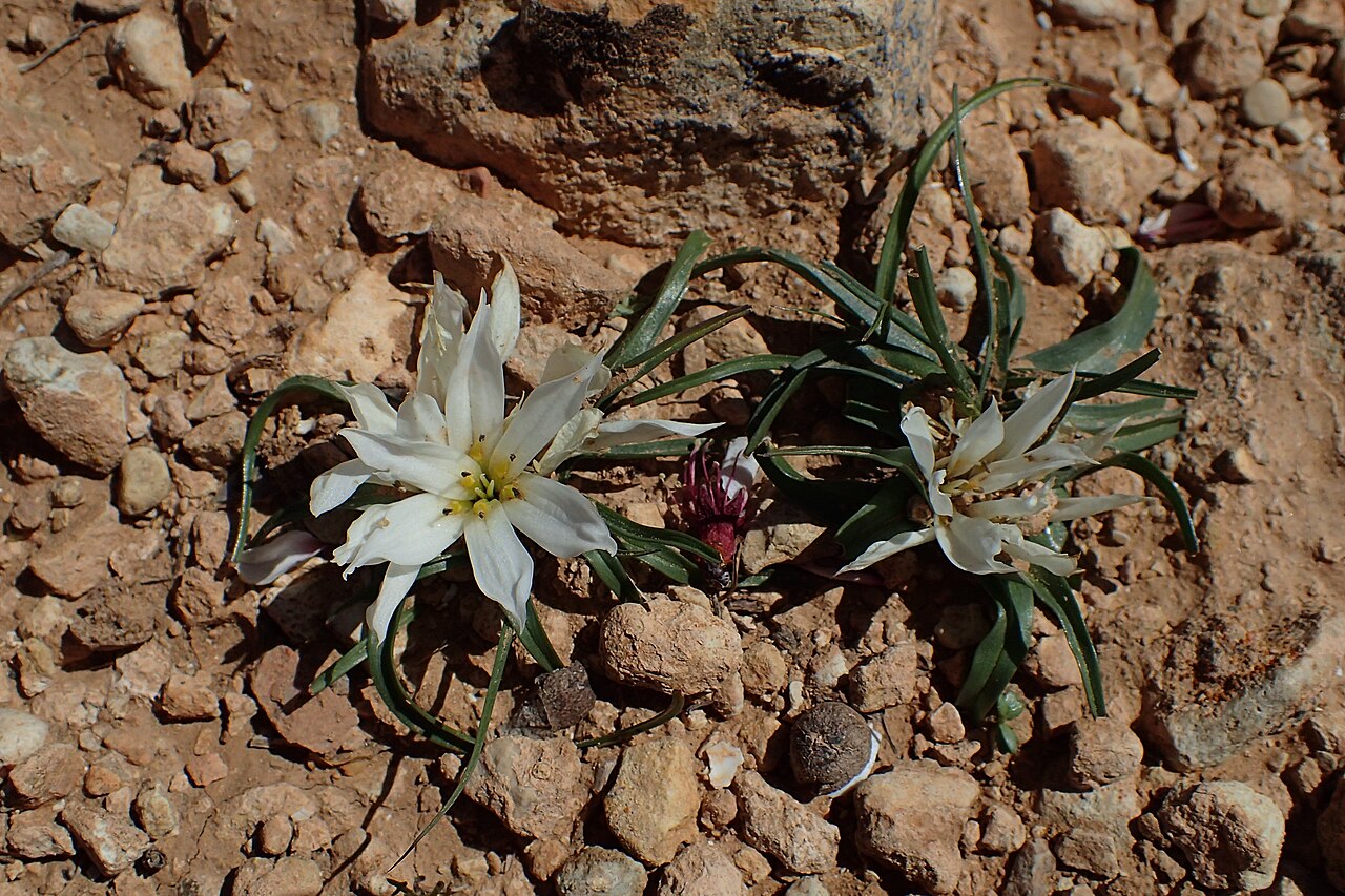 Colchicum gramineum: Androcymbium gramineum in Imintanoute