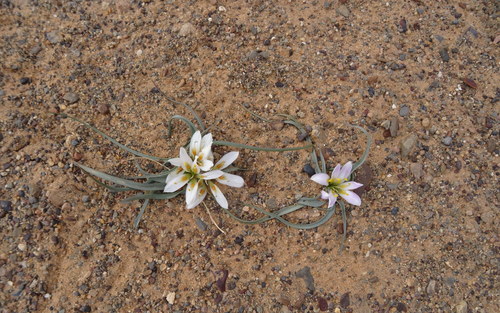 Colchicum gramineum (Colchicum gramineum)