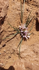 Colchicum gramineum (Colchicum gramineum)