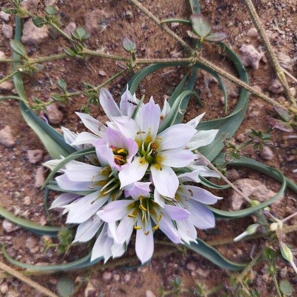 Colchicum gramineum (Colchicum gramineum)