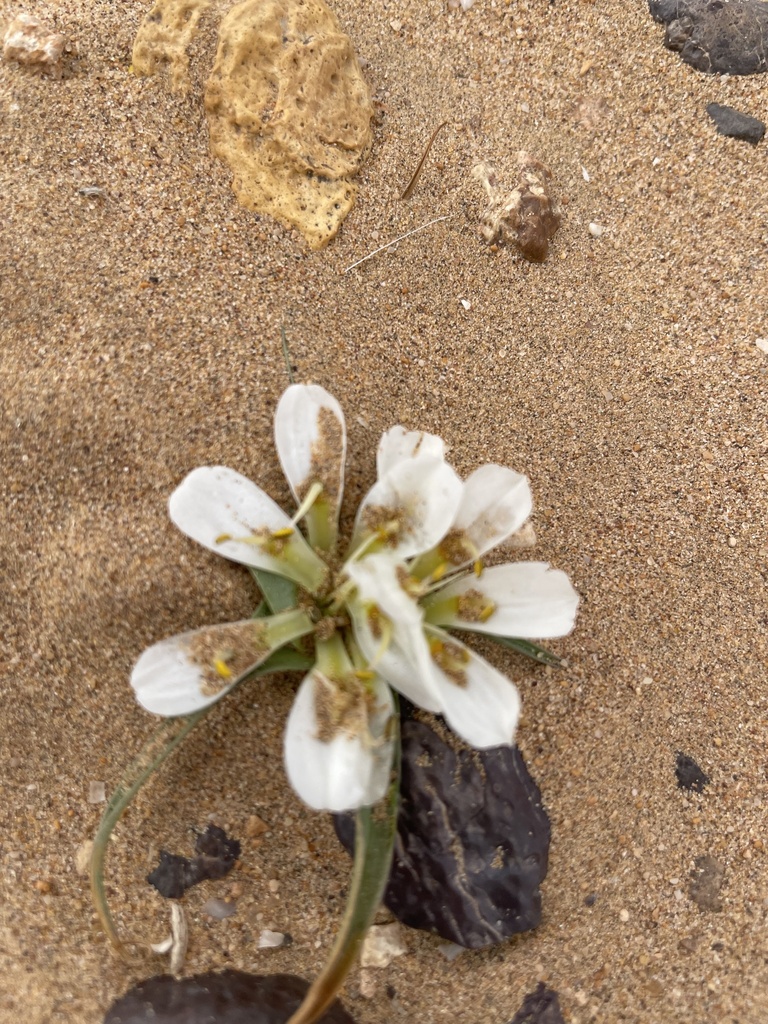 Colchicum gramineum (Colchicum gramineum)
