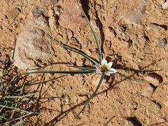 Colchicum gramineum (Colchicum gramineum)