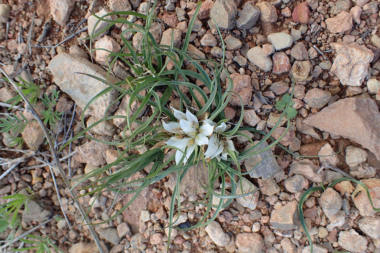 Colchicum gramineum: Androcymbium gramineum in Tanant