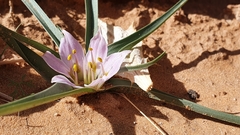 Colchicum gramineum (Colchicum gramineum)