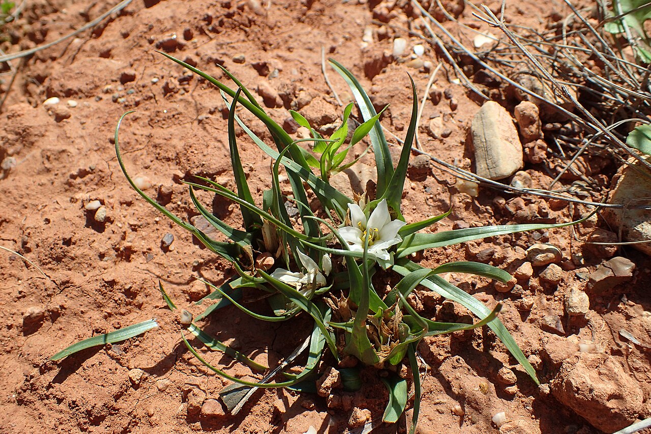 Colchicum gramineum: Androcymbium gramineum in Talbanine