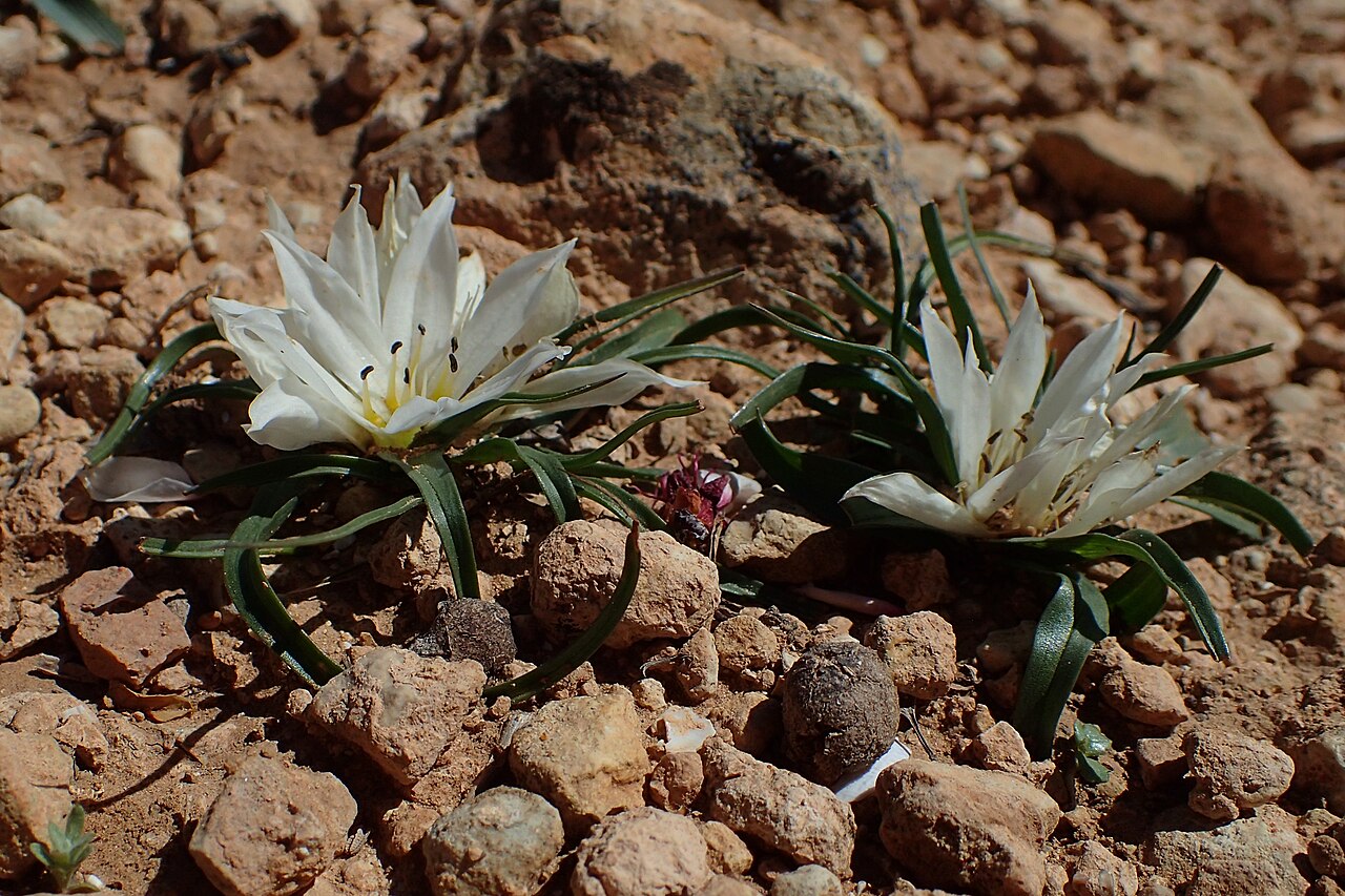 Colchicum gramineum: Androcymbium gramineum in Imintanoute