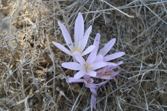 Colchicum hierosolymitanum (Colchicum hierosolymitanum)
