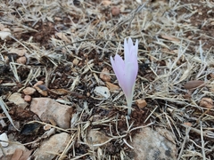 Colchicum hierosolymitanum (Colchicum hierosolymitanum)
