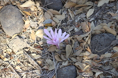 Colchicum hierosolymitanum (Colchicum hierosolymitanum)