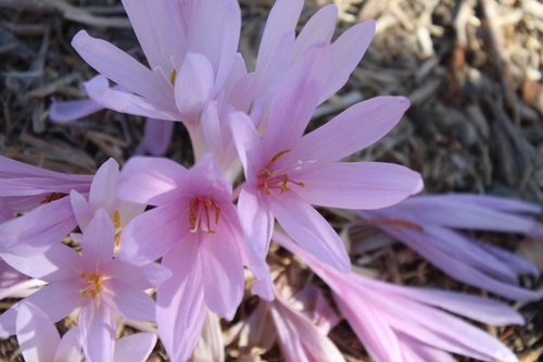 Colchicum hierosolymitanum (Colchicum hierosolymitanum)
