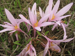 Colchicum hierosolymitanum (Colchicum hierosolymitanum)