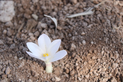 Colchicum hierosolymitanum (Colchicum hierosolymitanum)