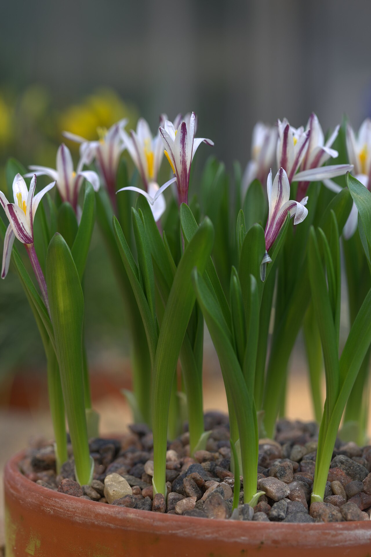Colchicum kesselringii: Colchicum kesselringii in Gothenburg Botanical Garden. Plant id: 1983-0492 p W -- Prasil
