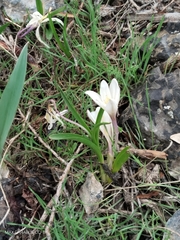 Colchicum kesselringii (Colchicum kesselringii)