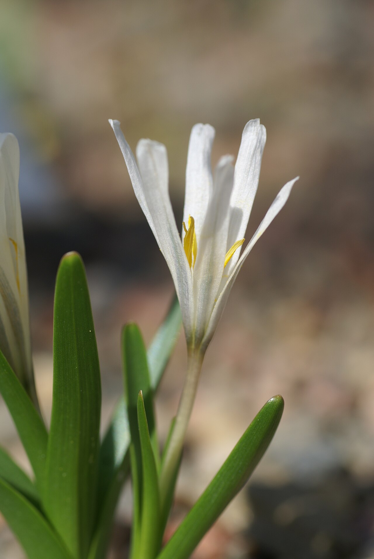 Colchicum kesselringii: Plant species Colchicum kesselringii in Göteborgs botaniska trädgård, Gothenburg, Sweden