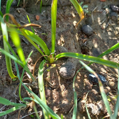 Colchicum kesselringii (Colchicum kesselringii)