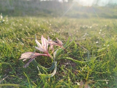 Colchicum kesselringii (Colchicum kesselringii)