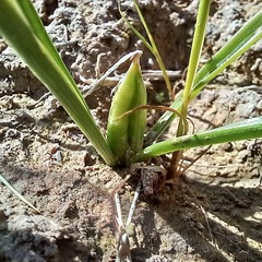 Colchicum kesselringii (Colchicum kesselringii)