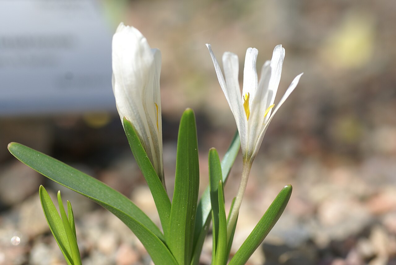 Colchicum kesselringii: Plant species Colchicum kesselringii in Göteborgs botaniska trädgård, Gothenburg, Sweden