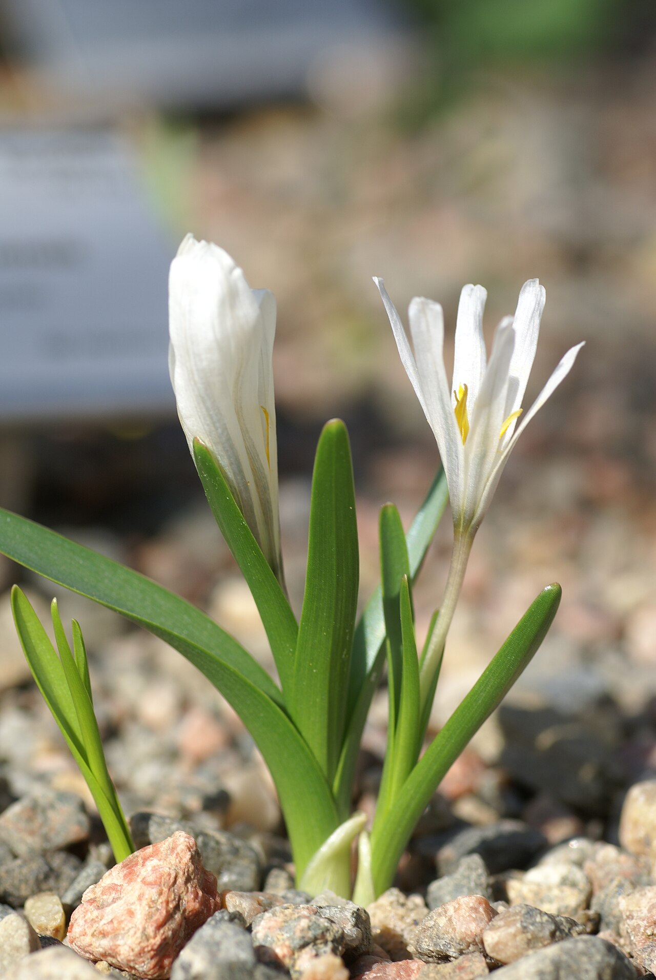 Colchicum kesselringii: Plant species Colchicum kesselringii in Göteborgs botaniska trädgård, Gothenburg, Sweden