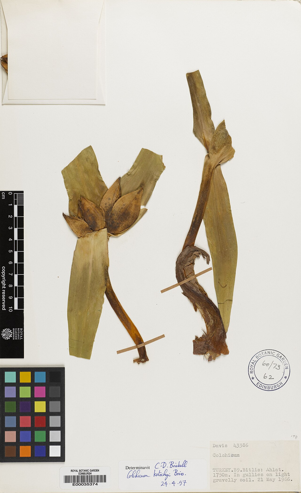 Colchicum kotschyi: Colchicum kotschyi — Herbarium specimen from Türkiye. Collected by Davis, Peter Hadland (1966-05-21). Recorded in GBIF occurrence 575125939 .