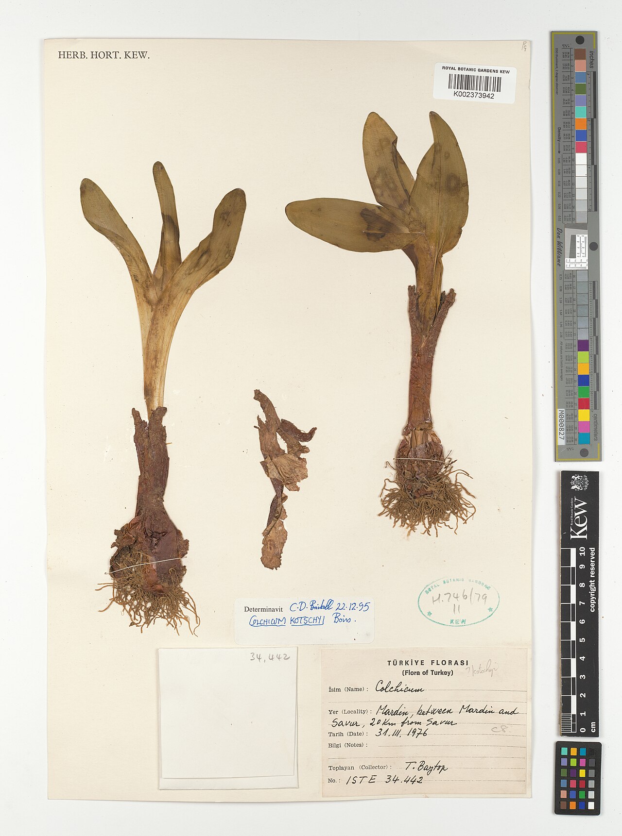 Colchicum kotschyi: Colchicum kotschyi — Herbarium specimen from between Mardin and Savur, 20 Km from Savur, Türkiye. Collected by Baytop, T. (1976-03-31). Recorded in GBIF occurre