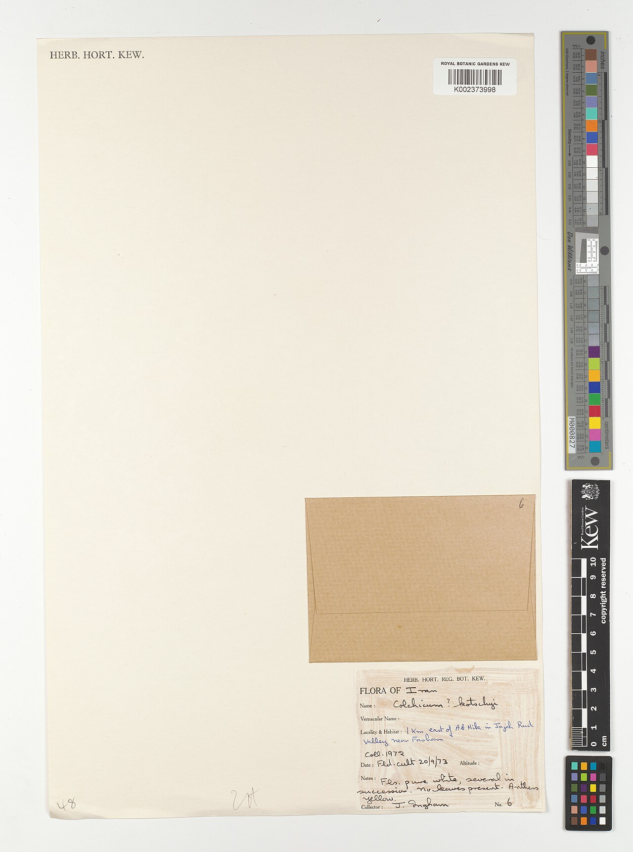 Colchicum kotschyi: Colchicum kotschyi — Herbarium specimen from 1 km east of Ab & Nik in Jajeh Rud valley near Fasham, Iran. Collected by Ingham, J. (1972-01-01). Recorded in GBIF