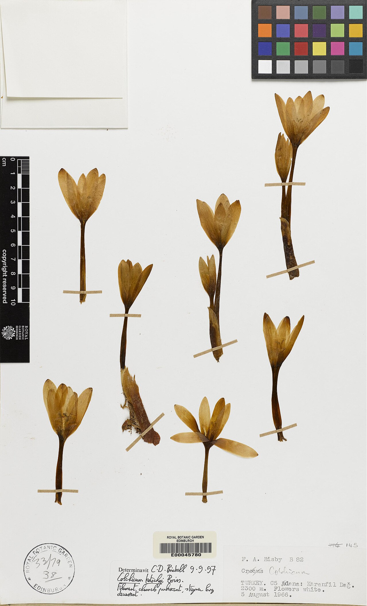 Colchicum kotschyi: Colchicum kotschyi — Herbarium specimen from Türkiye. Collected by Bisby, Frank Ainley (1966-08-05). Recorded in GBIF occurrence 575320138 .