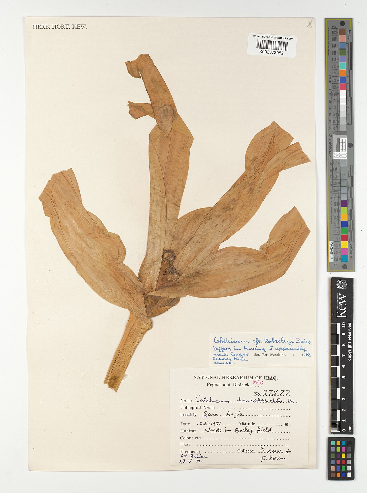 Colchicum kotschyi: Colchicum kotschyi — Herbarium specimen from Region and District MSU; Qara Anjir, Iraq. Collected by Omar, S.; Karim, F. (1971-05-12). Recorded in GBIF occurren