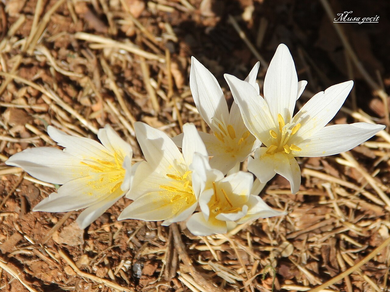 Colchicum kotschyi: Yer: Mardin Colchicum kotschyi