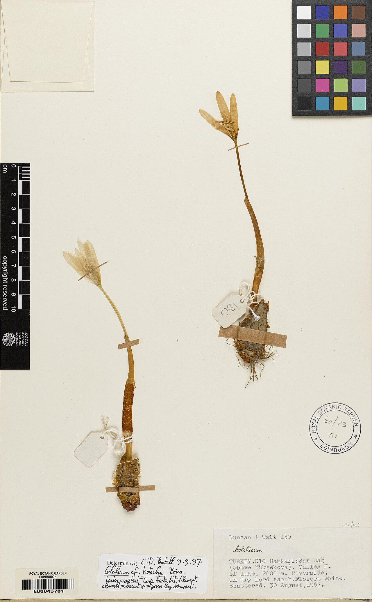 Colchicum kotschyi: Colchicum kotschyi — Herbarium specimen from Türkiye. Collected by Duncan, D. & Tait, S., (1967-08-30). Recorded in GBIF occurrence 575047396 .