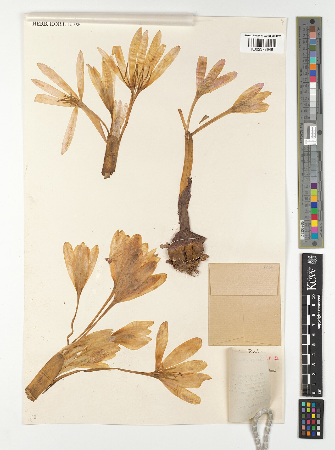 Colchicum kotschyi: Colchicum kotschyi — Herbarium specimen from C6; Amanus Mts. 2 Km. below Nurdagi Pass. (E. side)., Türkiye. Collected by Watson, J.M. (1967-11-05). Recorded in