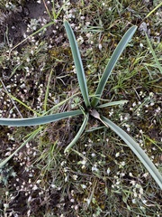 Colchicum laetum (Colchicum laetum)
