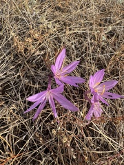 Colchicum laetum (Colchicum laetum)