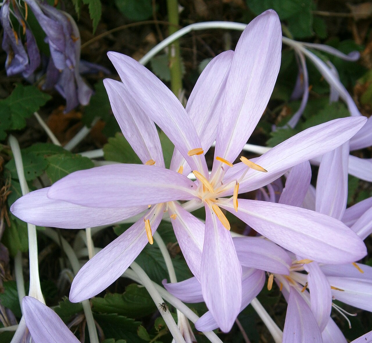 Colchicum laetum: Colchicum laetum detail