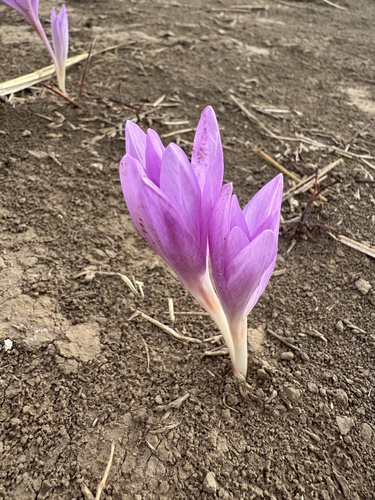 Colchicum laetum (Colchicum laetum)