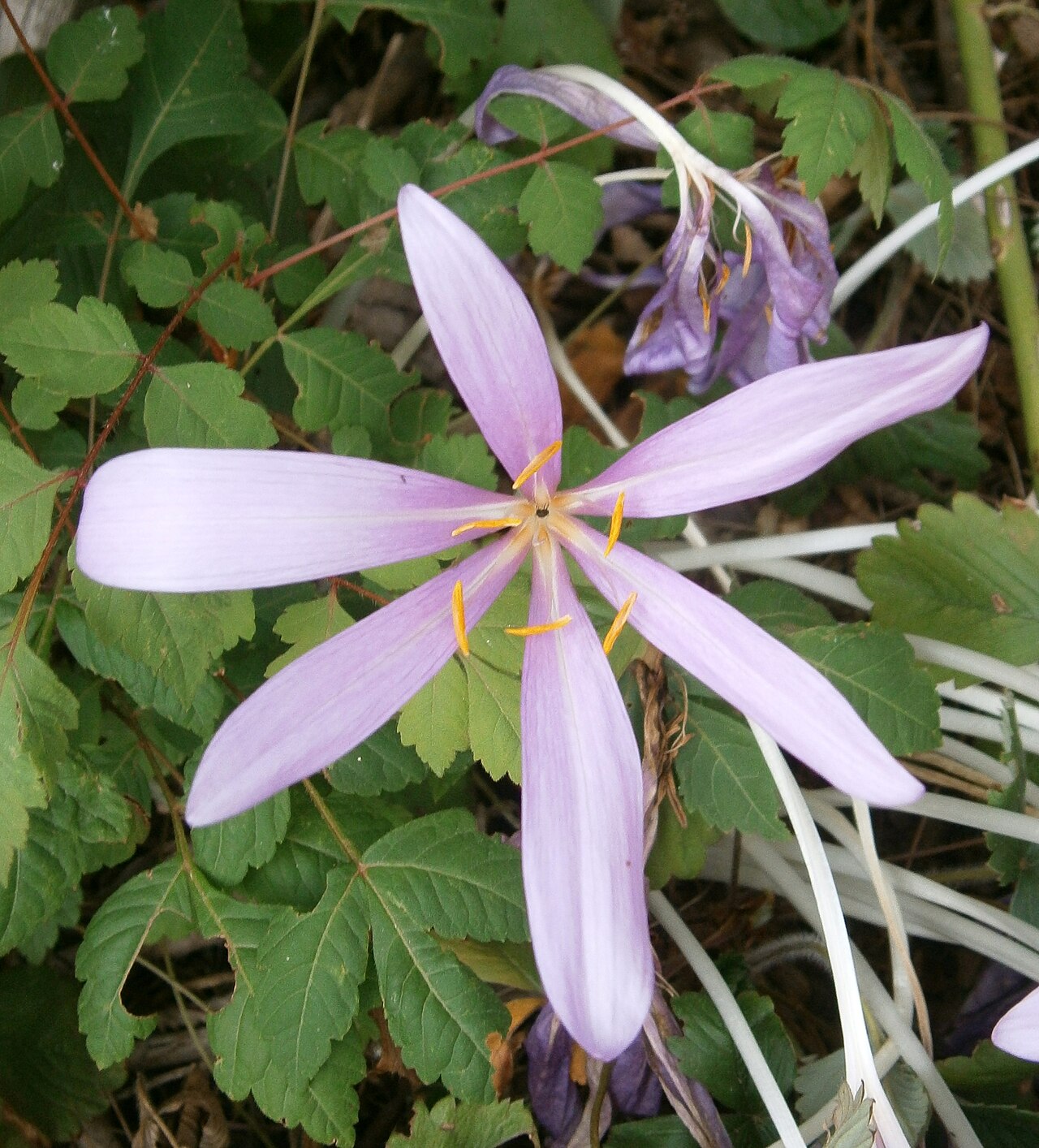 Colchicum laetum: Colchicum laetum clode-up