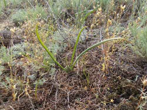 Colchicum laetum (Colchicum laetum)