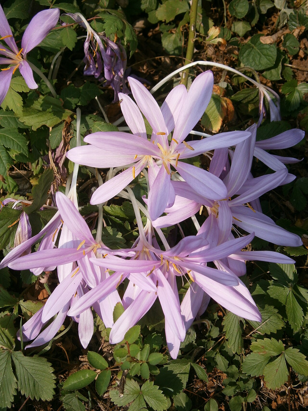Colchicum laetum: Colchicum laetum